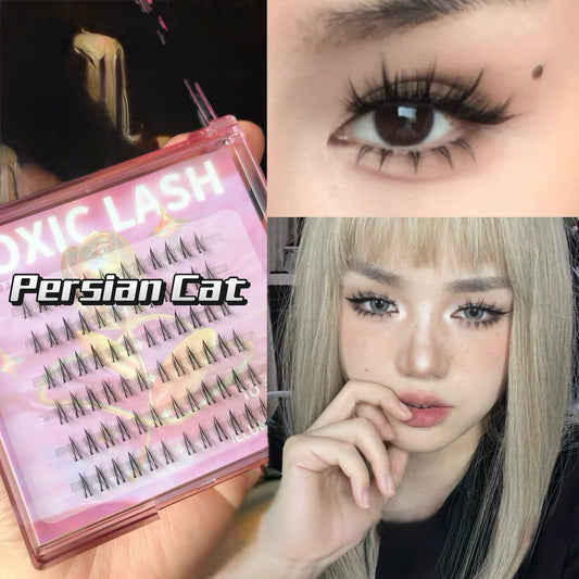 Toxic Lash｜Persian Cat
